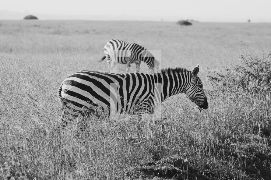 Zebras in the wild