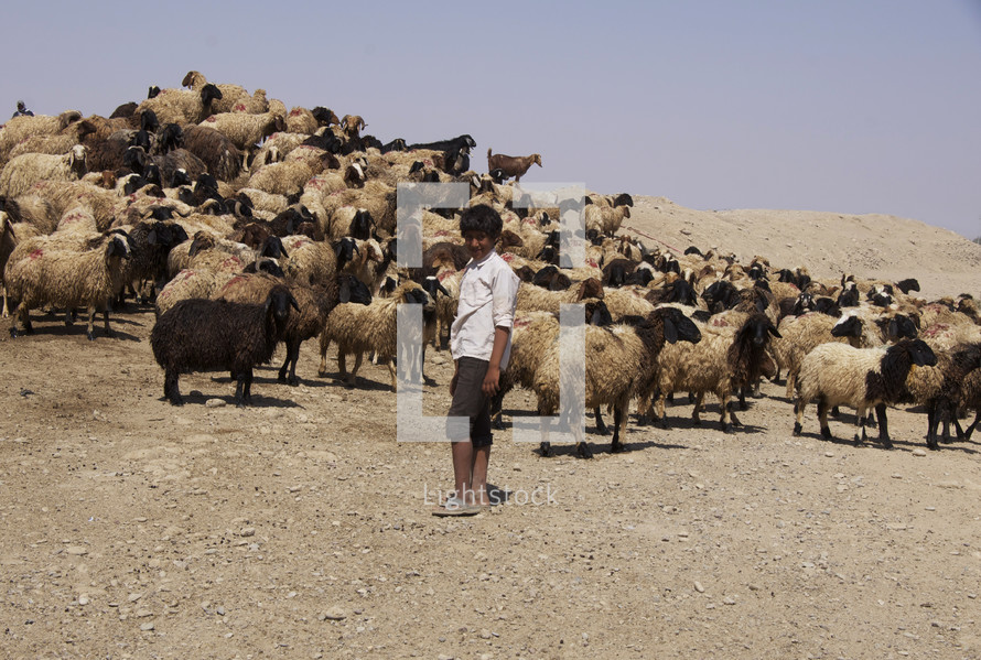 boy standing in front of a flock of sheep