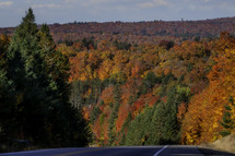 Road leading to forest of fall trees