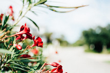 red oleander flowers 