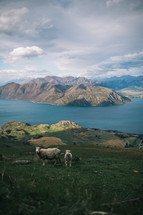 sheep on a mountainside in New Zealand 