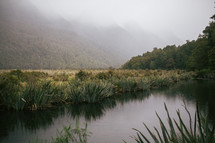 marshland in New Zealand 