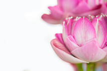 Lotus flower plant on white background