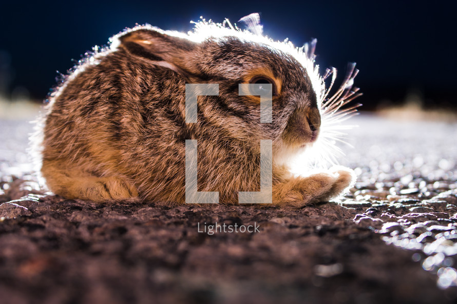 rabbit sitting on ground