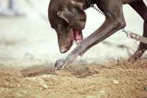 digging dog 