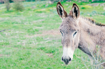 Close up Portrait of a donkey in farming