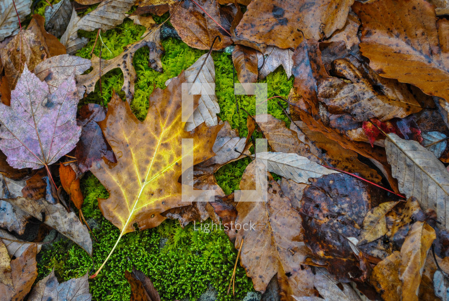brown wet leaves on moss