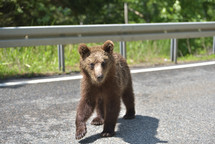 Wild brown bear crossing the street in search for food