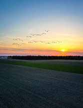 geese flying over farmland at sunrise 