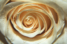 wet white rose center 