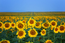 Cheerful sunflowers in many rows during the predawn hour