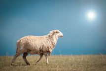 Glaring sun on a sheep walking in a field of grass.