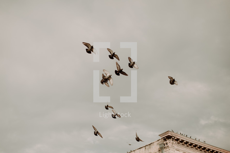 flying pigeons 