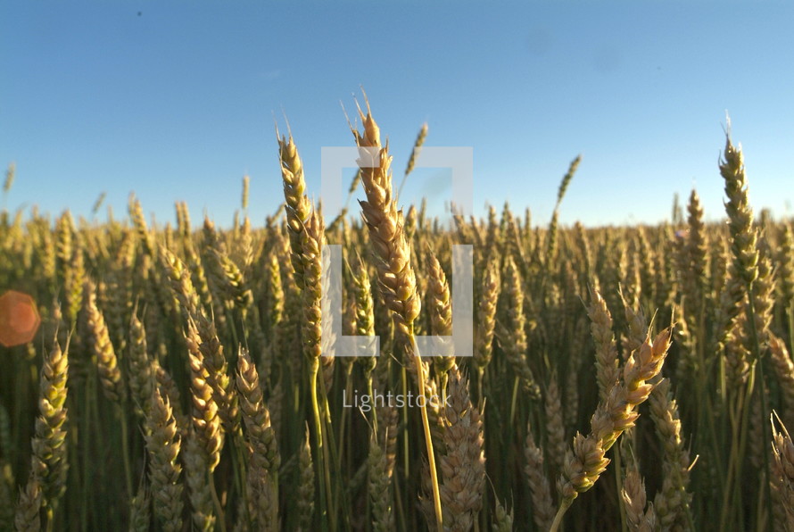 Open field of dry wheat plants. 