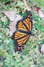 An orange and black Monarch butterfly.