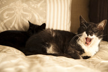 yawning cat