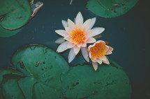 lotus flower and lily pads