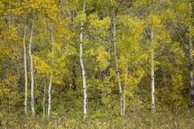 Aspen trees in the fall.