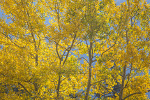 autumn aspen trees 