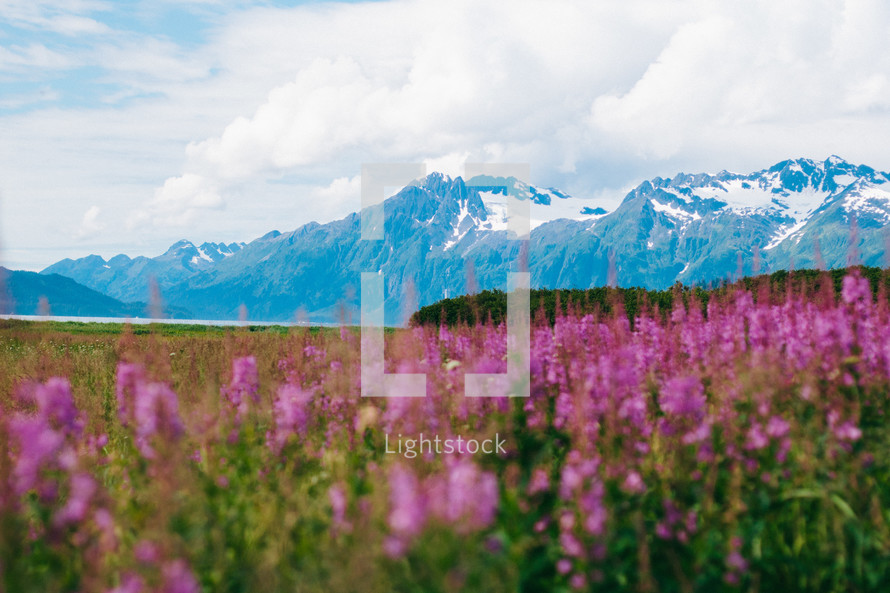 mountains and pink wildflowers 