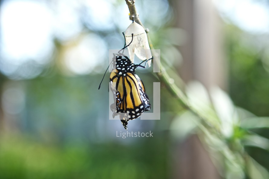 monarch butterfly emerging from a chrysalis
