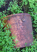 Rusty bucket in a bed of ground cover.