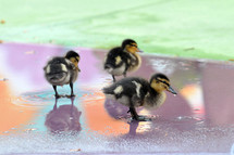 Ducklings in a puddle of water.