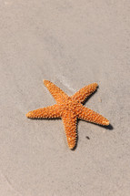 Starfish on a sandy beach.