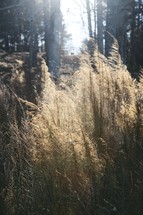 Tall grasses in forest. 