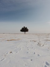 isolated tree in a snowy field 