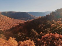 fall trees on a mountain 