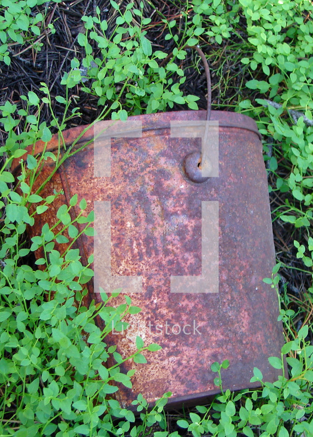 Rusty bucket in a bed of ground cover.