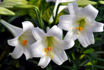 Three white Easter lilies; closeup.