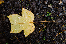 wet fall leaf on a gravel background 