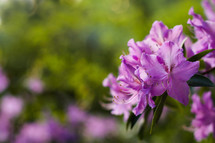violet azaleas 