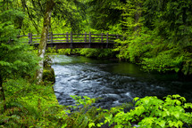 bridge over a river surrounded by lush foliage in the rainforest