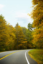 curve in a road and fall trees 