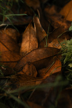 Brown Autumn leaves on a forest floor, fall time setting, orange leaf, seasonal wallpaper