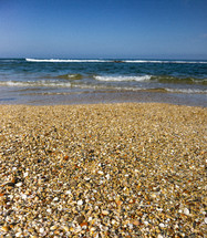 shells on a beach on a clear, sunny day