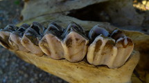 molars of an old animal skull