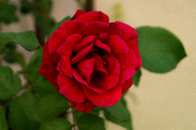 red rose in bloom