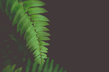 fern leaf 