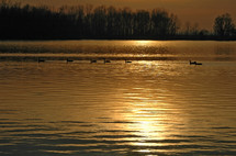ducks on the water at sunset 