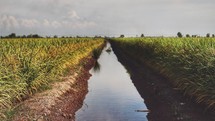 irrigation canal 