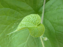 closeup of fresh new leaf on vine with larger leaf behind it