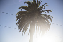 tall palm tree and power lines 