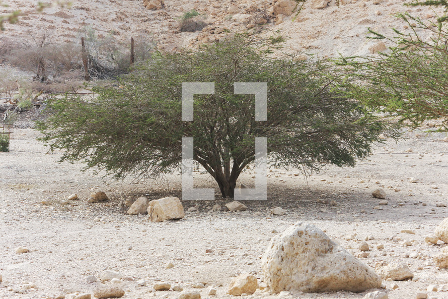 Desert landscape in Israel 