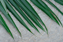 palm leaf on concrete