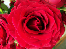 A red rose in full bloom zoomed in to see all of the rose petals and detail of the flower in full bloom ready to greet someone special for valentines day or for a romantic anniversary or wedding. 