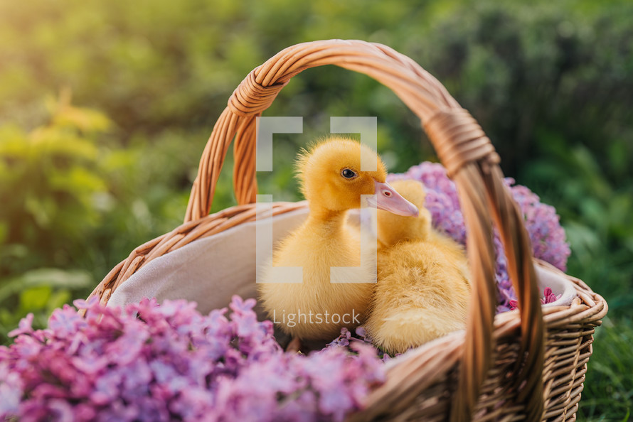 Cute little yellow ducklings sitting in wicker basket with lilac flowers bouquet. Springtime, home poultry farm. Baby ducks. High quality 